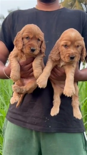 #cocker spaniel female puppies available #show prospective puppies#canecorsopuppies #doberman