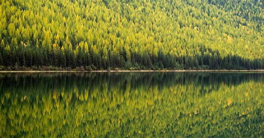 Hunter severely mauled by grizzly bear in Montana park