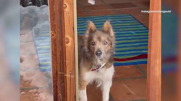 Nolan Gould reveals both dogs, Maple and Ender, have passed with throwback clips