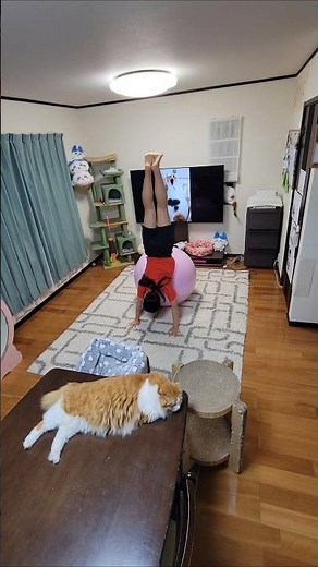 悲しい気持ち〜just A Man In Love〜🎵 桑田佳祐🎶 #動じない猫 #信頼関係 アクロバット×バランスボール 頭の中で楽曲を想像&表現🧏‍♀️