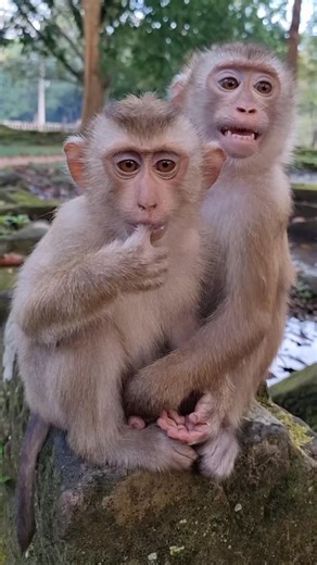 #monkey #babymonkey #monkeys #animals #feedinganimal | Review Monkey