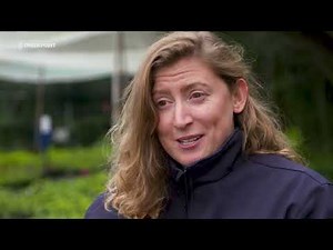 Auckland's first kauri dieback sniffer dogs ready for work