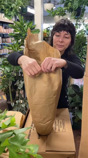 Houseplant unwrapping day! 🍃💚🪴 1- Schefflera 2- Sharktooth cactus 3- Scindapsus 4- Rat Tail cactus 🌵 | Down To Earth Home, Garden & Gift