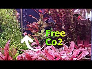 The best DIY Co2 generator. Steady releasing, algae free method, treat for aquarium plants!