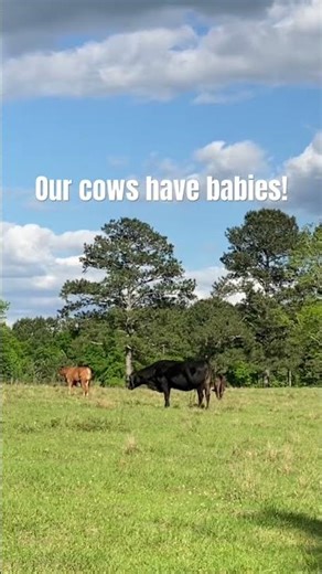 Our Cows Have Babies!