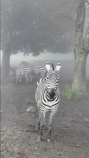 大分で“本物”のサファリ体験！霧に包まれた異国の大地へ‥🦓 #大分 #アフリカンサファリ #旅行