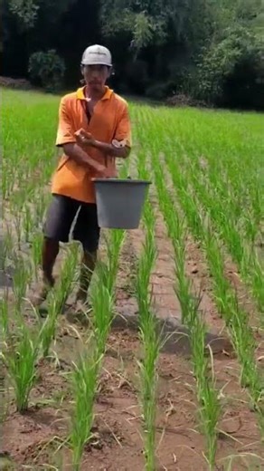 fertilizer application techniques for agricultural land #shorts