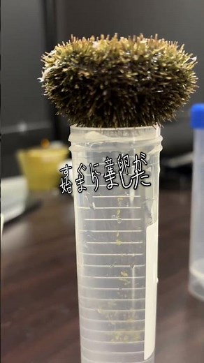 初！バフンウニ受精実験