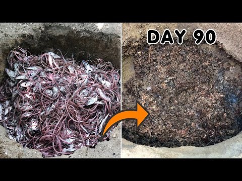 How to make compost at home with fish waste