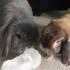 Phew it's hot!! Make sure rabbits' hutches and runs are in the shade. Try freezing a plastic bottle of water, wrapping it in a teatowel and putting it in their run, to help them keep cool. 🐰🐰❄☀ Find out more here →bit.ly/2xg6B0h | PDSA