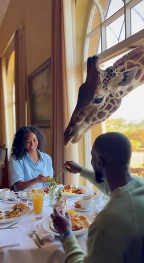 A giraffe decided to join breakfast by poking its head through a hotel's second-story window for the ultimate dining experience! #WildlifeEncounter #SafariLife #GiraffeVisitor | Animals United