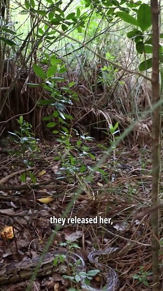 Watch researchers dig up a python's egg nest