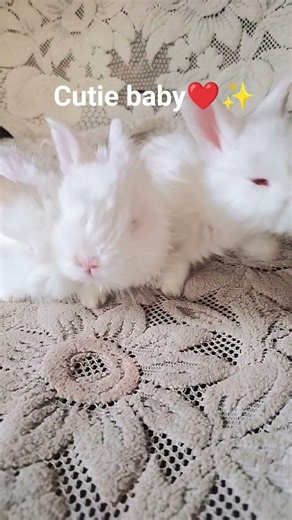 attractive babies ❤️✨ #rabbit #angorabreed #angora #bunny #angorarabbit #cute #rabbitbreed #love