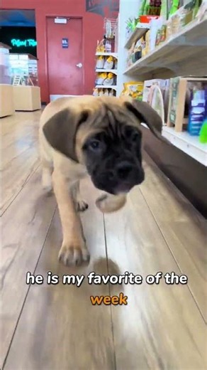 Meet Gary! The Sweetest Bullmastiff Puppy at Petland Tulsa 🐾🤎