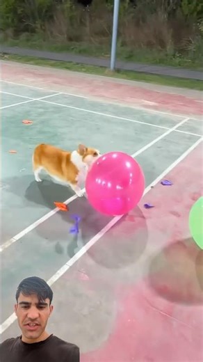 Cute dog crunchy crushing balloons 😳😱🎈#shorts #dogs #viral #balloon