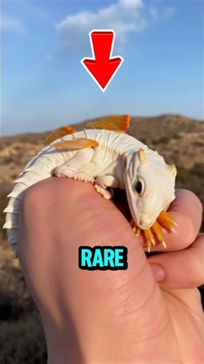 Top 5 RARE Albino Creatures 🤯😱