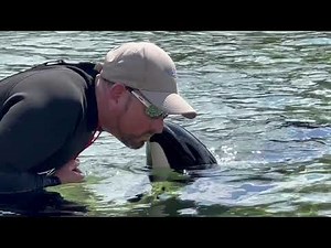 Commerson's Dolphin Training Session At Aquatica Waterpark Orlando 4K (3-30-22)