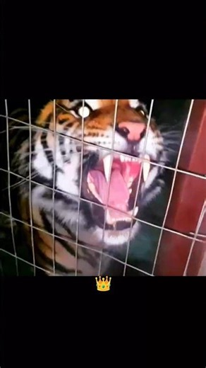 Top 5 Deadliest Countries for Tiger Attacks on Humans 🔥 #tiger