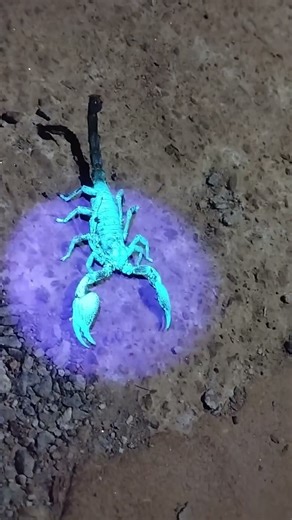 Scorpions under UV light look UNREAL!😱 #scorpions #uvlight #blacklight #nature #wildlife #shorts