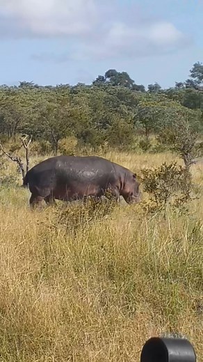 6.6K views · 83 reactions | Caught in a rare moment: a hippo strolling through the bush, showcasing its surprising versatility in the wild. 鍊#BushEncounters #SafariSurprises | Inyati Game Lodge | Facebook