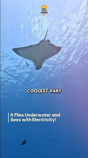 Stingray Facts — The Silent Hunter That Flies Underwater‼️ #animalfacts #stingray