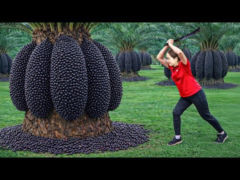 Harvesting +1000kg Wild Berries From Ancient Trees, Fermenting Survival Forest Wine