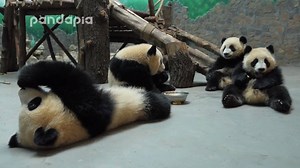 2K views · 252 reactions | panda baby shares his birthday cake with friends Credit: pandapia | Pandicorn | Facebook