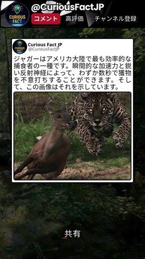 ジャガーが距離を詰める瞬間 😮 🐆