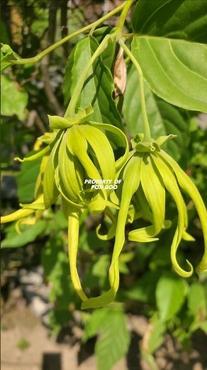 Cananga odorata or ylang-ylang flower #kenanga #canangaodorata #ylangylangflower