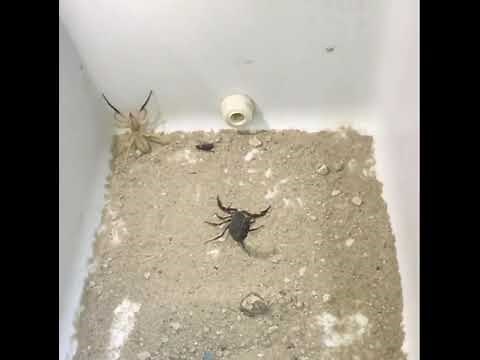 Camel spiders vs scorpion