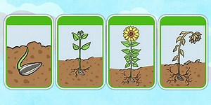 Sunflower Life Cycle Flashcards