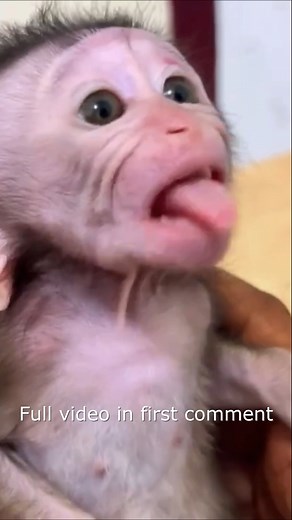 76K views · 1.9K reactions | 'Baby Monkey Wakes Up and Orders Milk Like a Little Human!' 1 Full video in first comment | Monkey Wild | Facebook