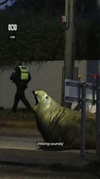 Kids cheer on Neil the seal's sign-breaking shenanigans | 7.30