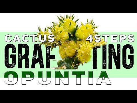 Grafting Cactus on Opuntia in 4 steps // Demos and 100% Results // After-care guidelines