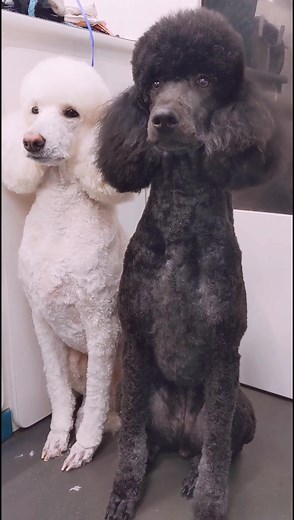 Amazing Before and After Transformations of Standard Poodles