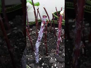 How to Propagate Black Raspberry Canes With No Roots