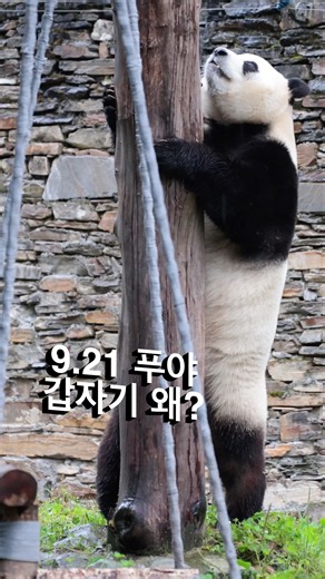 9.21 푸바오가 왜 갑자기 달렸을까? #fubao #푸바오 #에세이삼촌