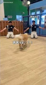 "Come Here" Showdown by the Animal Edutainers at Wan Wan Garden🐶! #AdventureWorld