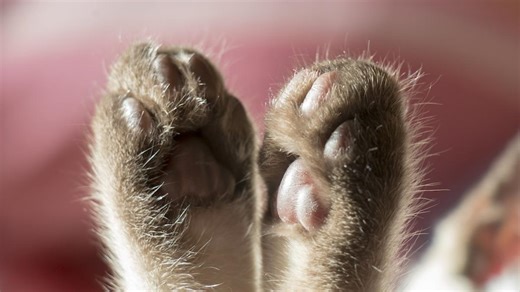 Burmese Kitten With Brown-and-White Frosted Fur Is Winning Hearts