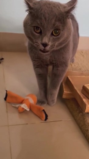 Happy and Funny Cat Moments Compilation