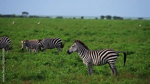 Plains zebra defecating looking at the camera shaking his head as his herd passes from behind on the grasslands of Serengeti Tanzania