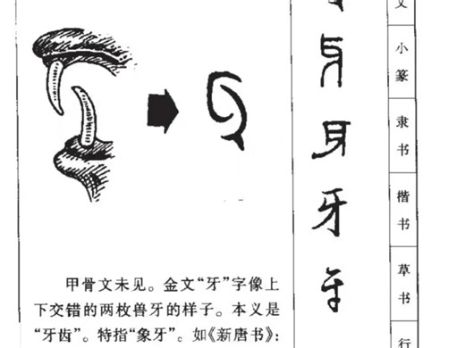 “牙”和“齿”在日常生活中经常被混用，在古汉语和专业语境下，它们有明确的区别。古人对“牙”和“齿”有清晰的界定：“齿”特指门牙，而“牙”特指大牙（臼齿）。