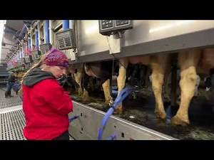 Female Farmer Milking Cows | Milking Machines and Equipments | Farm #withme