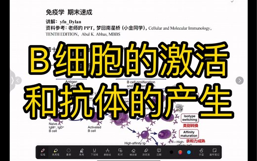 B细胞的激活和抗体的产生（滤泡内B细胞活化的第一、第二信号，类别转换，亲和力成熟等）【免疫学期末速成12】