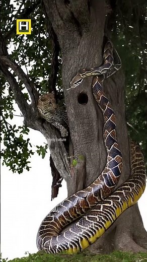 pic Showdown: Spotted Cheetah vs. Giant Snake!
