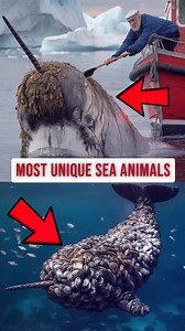 1.5M views · 23K reactions | दुनिया के रहस्यमयी समुद्री जीवों का खुलासा 勞 #AnimalReels#WildlifeReels#CuteAnimals#AnimalLovers | Universe Facts Tv | Facebook