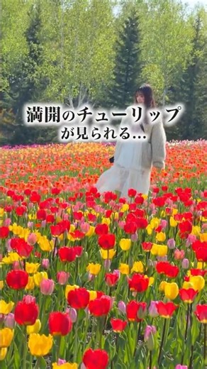 🌷滝野すずらん丘陵公園」で、北海道の春を象徴するビッグイベント『チューリップ・すずらんフェスタ』が今年も開催🔥 #北海道観光 #札幌観光 #滝野すずらん丘陵公園 #チューリップすずらんフェスタ