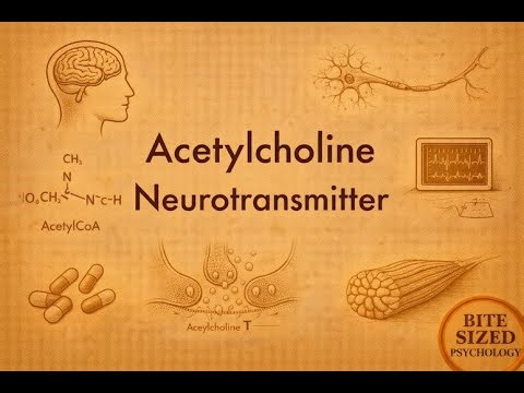 Acetylcholine | Bite Sized Psychology | Neurotransmitter Series