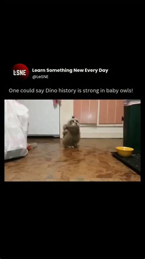 @LeSNE | @LeSNE(2363)....Mate just pulled out all the dino moves! Owlets grow quickly, and within a few weeks, they start venturing out of the nest... | Instagram