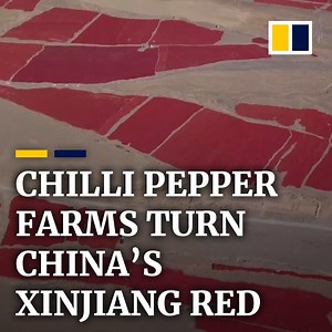 518K views · 3.4K reactions | Chilli peppers have turned thousands of hectares of farm fields in western China into a sea of red. | South China Morning Post | Facebook